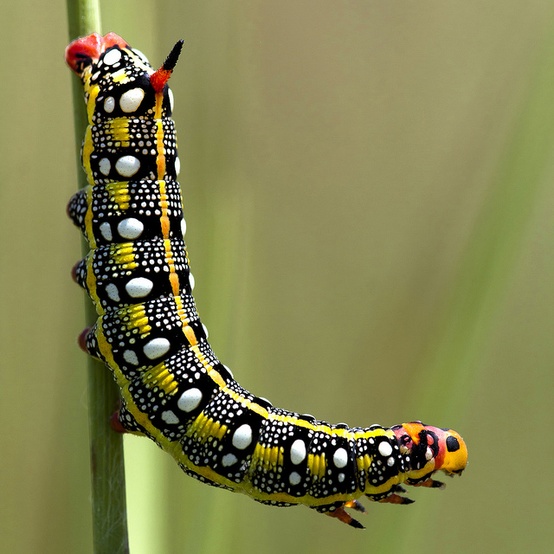 Photo:  Caterpillar 3